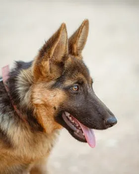 German Shepherd Puppy 2 Months
