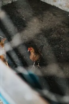 Aseel Murga Pair Quality Breed